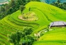 Terraced rice fields Hoàng Su Phì (Hà Giang)