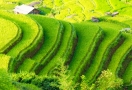 Terraced rice fields Hoàng Su Phì (Hà Giang)