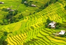 Terraced rice fields Hoàng Su Phì (Hà Giang)