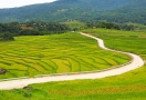 Terraced rice fields in Pu Luong