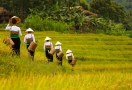 Terraced rice fields in Pu Luong