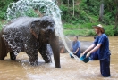 Elephant camp in Chiang Mai