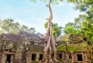 922-Ta-Prohm-6