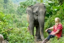 Elephant in Chiang Rai