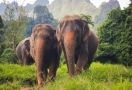 Khao Lak Elephant Camp