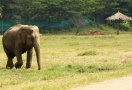 Elephant camp in Chiang Mai