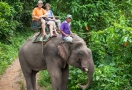 Elephant in Chiang Rai