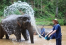 Chiang Mai Elephant camp