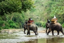 Elephant Jungle Sanctuary - Best place of Chiang Mai Tour