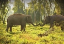 Elephant in Chiang Rai