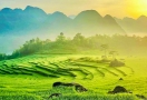 Terraced rice fields in Pu Luong