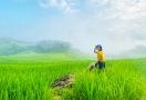 Terraced rice fields in Pu Luong