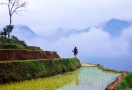 Terraced rice fields in Pu Luong