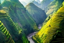 Terraced rice fields in Sapa