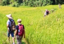 Trekking in Mai Chau Valley