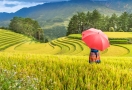 Terraced rice fields in Sapa, Vietnam