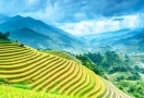 Terraced rice fields in Sapa