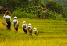 Terraced rice fields in Pu Luong