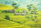 Terraced rice fields in Sapa