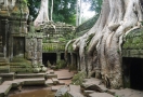 Ta Prohm Temple - Siem Reap - Cambodia