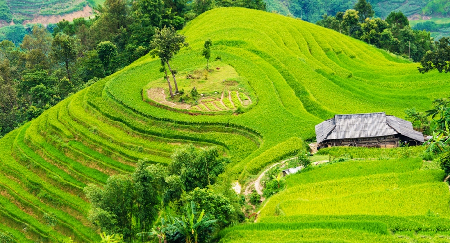 Terraced rice fields Hoàng Su Phì (Hà Giang)