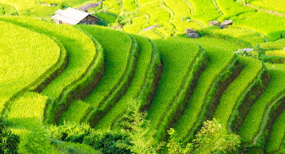 Terraced rice fields Hoàng Su Phì (Hà Giang)