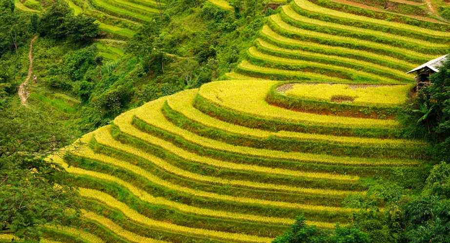 Terraced rice fields Hoàng Su Phì (Hà Giang)