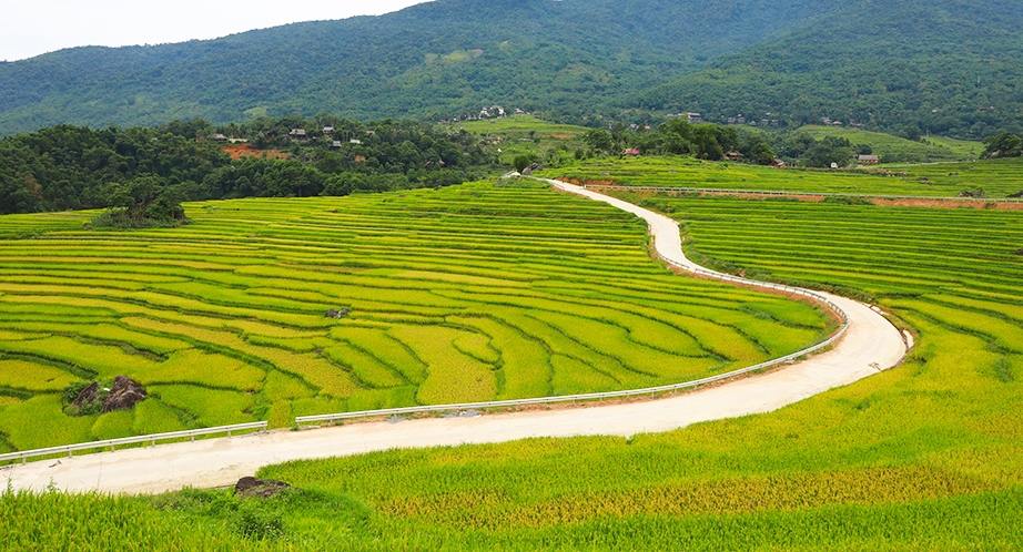 Terraced rice fields in Pu Luong