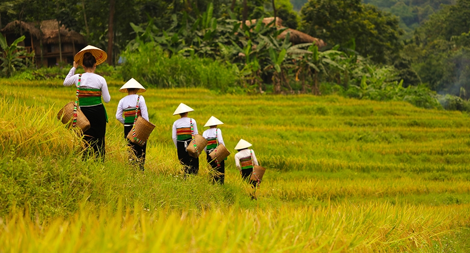 Terraced rice fields in Pu Luong