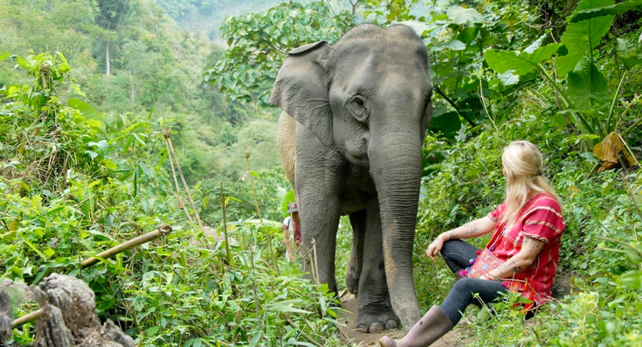 Elephant in Chiang Rai