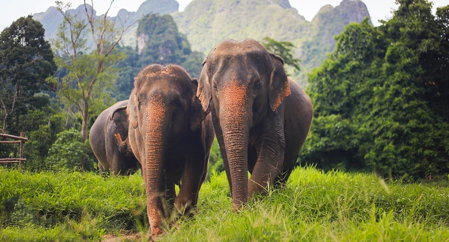 Khao Lak Elephant Camp