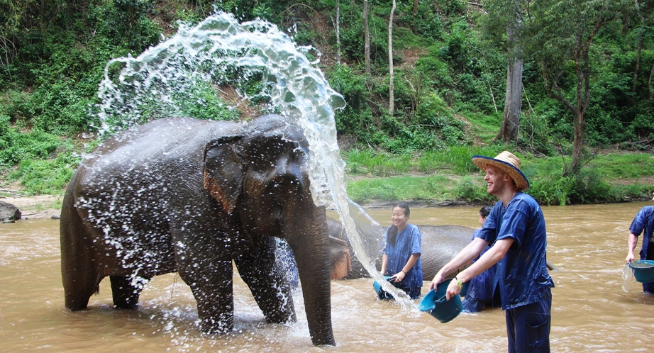 Elephant Poopoo paper farm