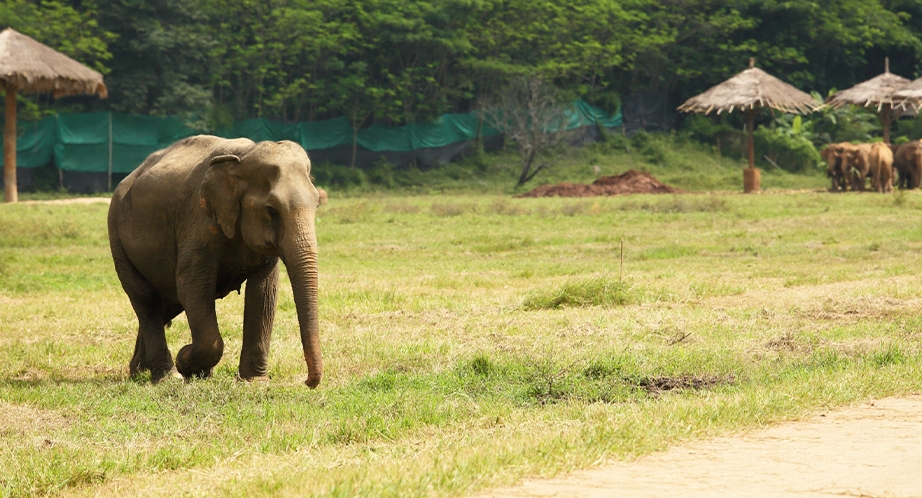 Elephant camp in Chiang Mai