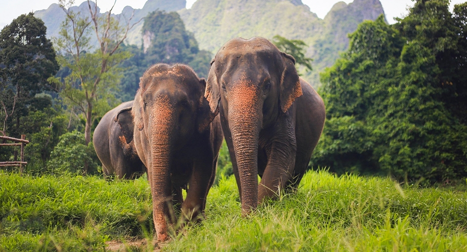 Khao Sok Elephant