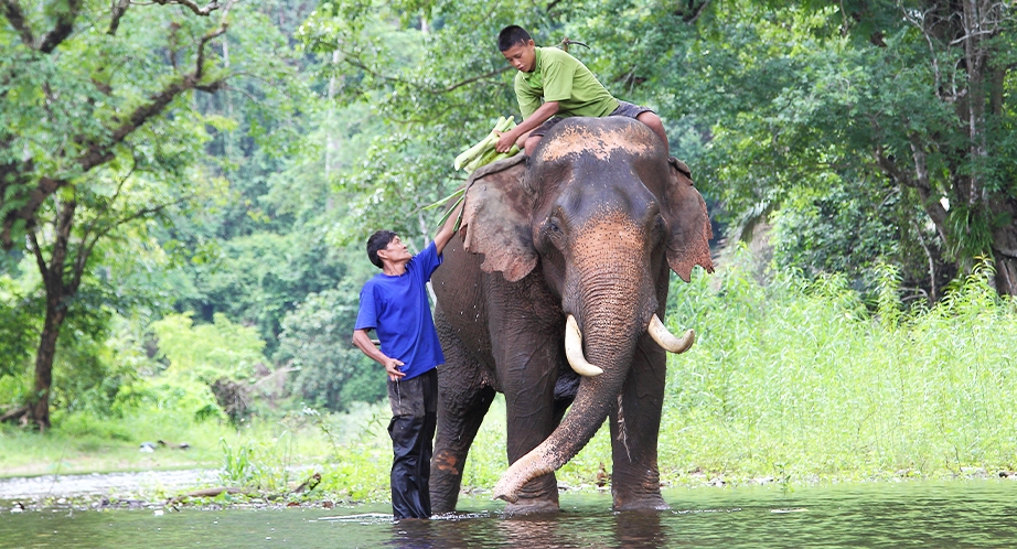 Elephant Jungle Sanctuary