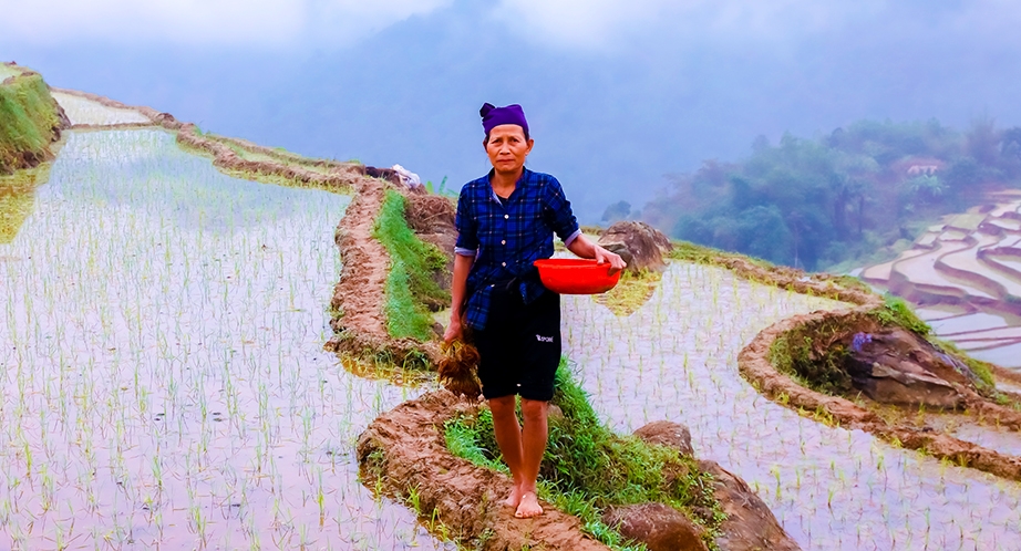 Terraced rice fields in Pu Luong