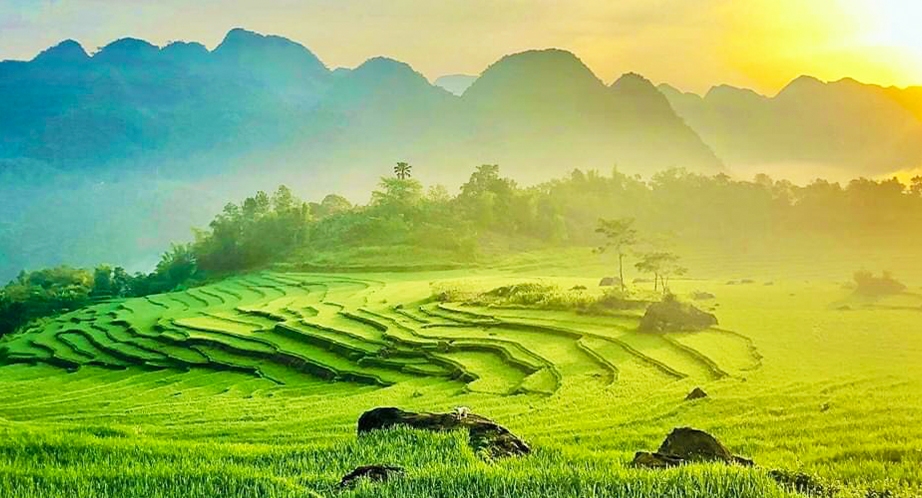 Terraced rice fields in Pu Luong