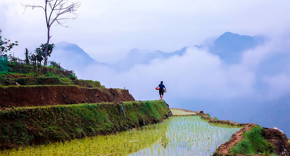 Terraced rice fields in Pu Luong