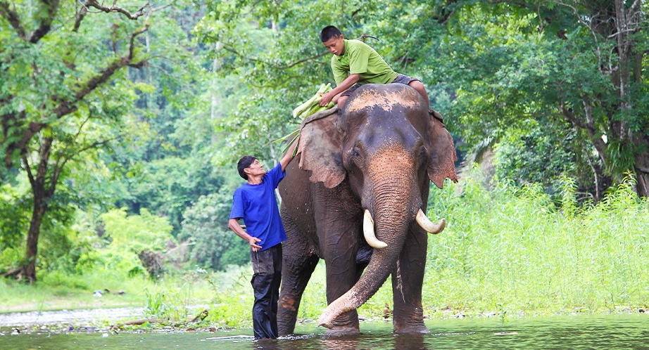 Elephant Jungle Sanctuary in Chiang Mai