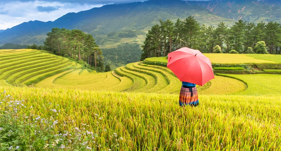 Terraced rice fields in Sapa, Vietnam