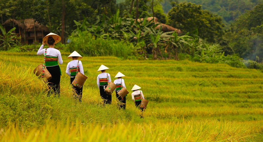 Terraced rice fields in Pu Luong