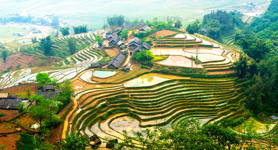 Terraced rice fields in Sapa