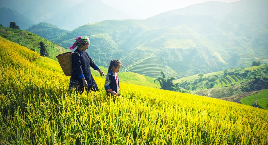 Terraced rice fields in Sapa