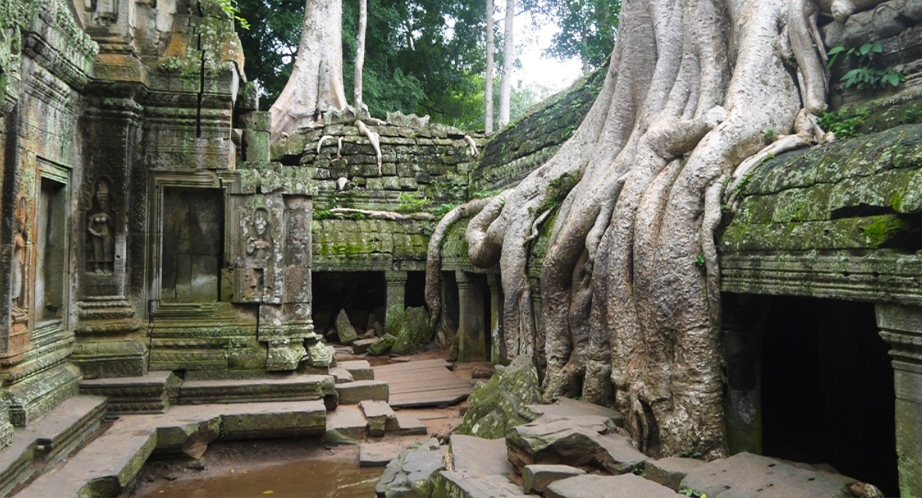 Ta Prohm Temple - Siem Reap - Cambodia