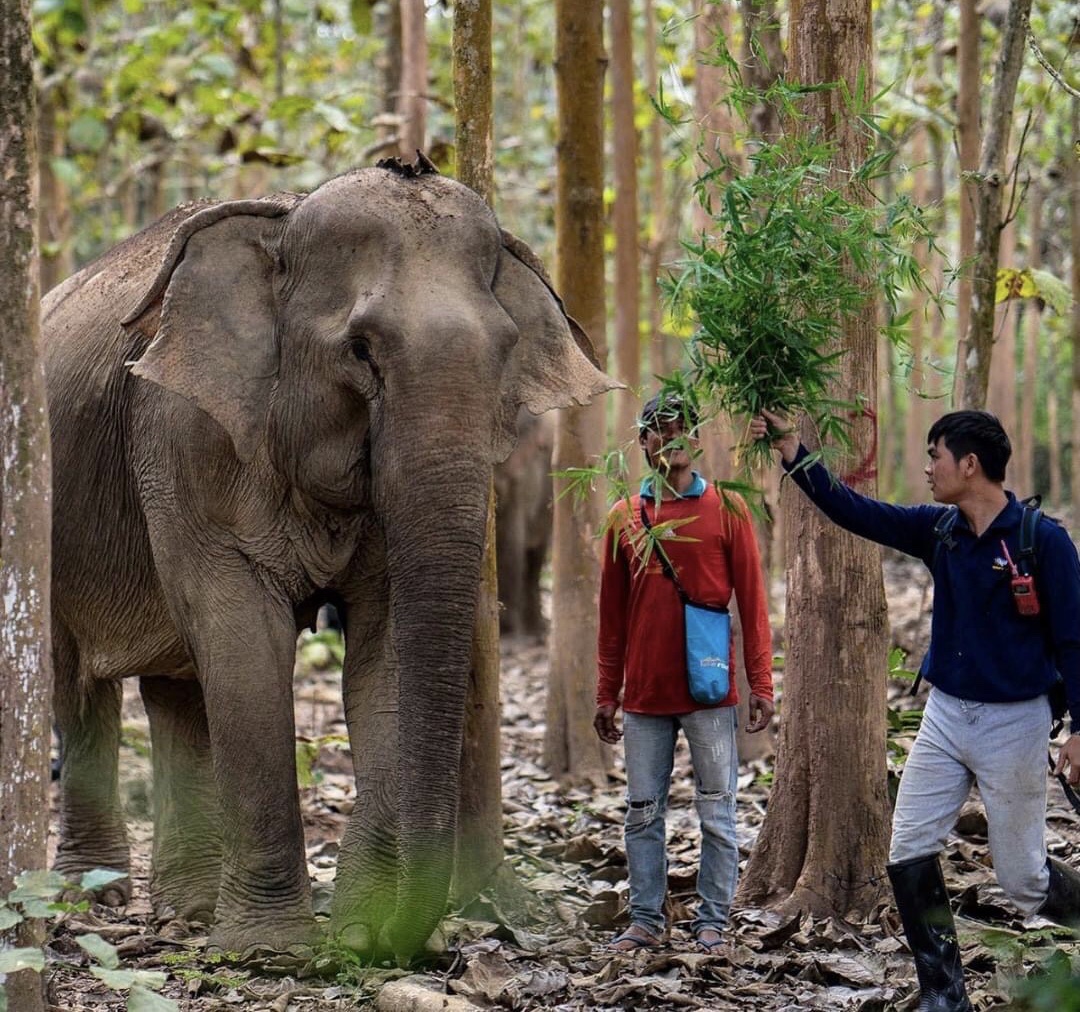 6-Elepphant-Luang-Prabang-Pakbeng-Sayaboury-Laos