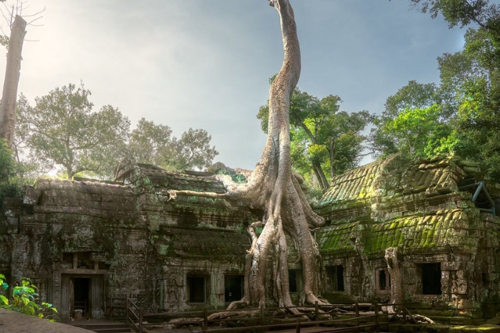 Explore Ta Prohm Temple on a Family Trip for 7 days in Cambodia