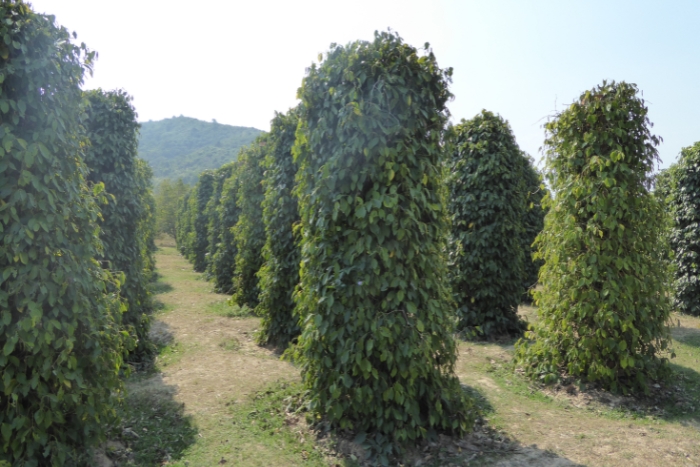 Pepper plantation in Kampot among 14 days in Cambodia