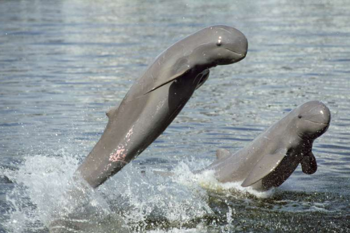 Don’t miss to see the Irrawaddy dolphins in the Mekong River in your 2-day trip to Kratie