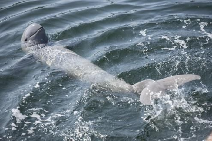 Irrawaddy dolphin watching – one of the best things to do in Kratie