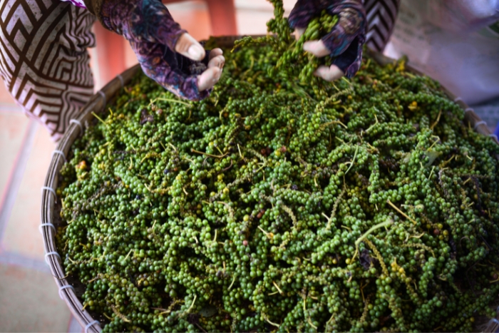 Phnom Penh Souvenirs: Kampot Pepper, Pride of Cambodian Agriculture